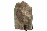 Fossil Sauropod Vertebra Section with Metal Stand - Colorado #354320-2